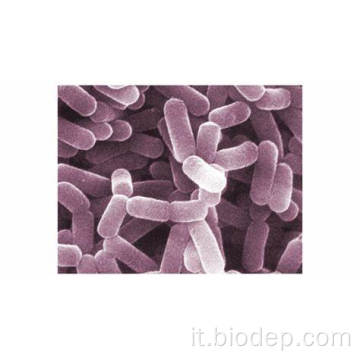 200b/g di probiotici del supplemento dietetico L. Casei